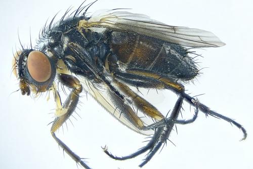 Stevenia sp.